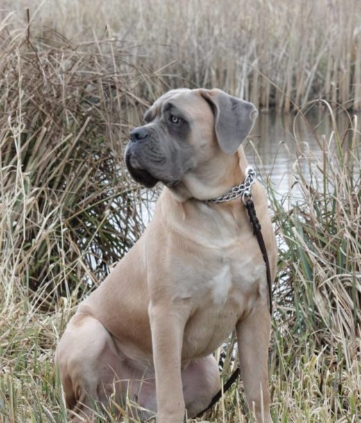 La Vita Bella Di Silvestro Cane Corso en Alano Espanol