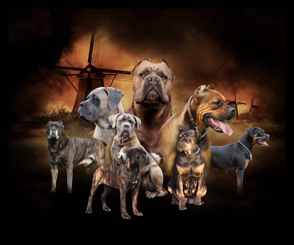 The Peatcutter's Bullmastiff: Oktober 2016, image size:1000x833