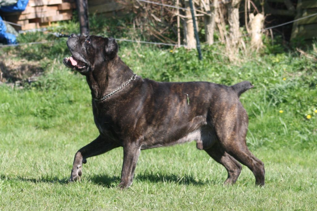 cane corso Aradam is een van onze eerste Cane Corso's